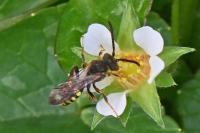 Nomada