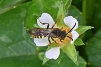 Nomada