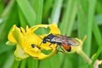 Aglaostigma aucupariae