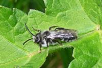 Andrena cineraria/barbareae