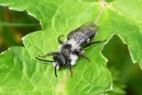 Andrena cineraria/barbareae