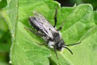 Andrena cineraria/barbareae