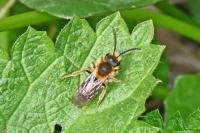 Andrena