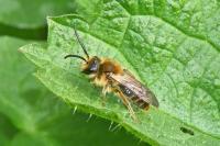 Andrena