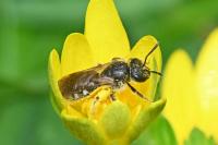 Halictidae