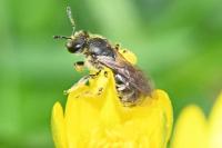 Halictidae
