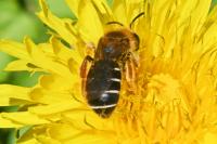Halictus rubicundus