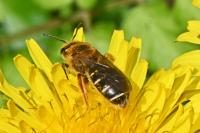 Halictus rubicundus
