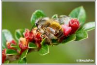 Osmia bicornis