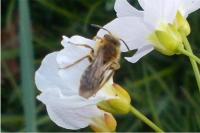 Andrena