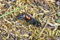 Anoplius viaticus