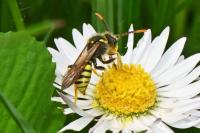 Nomada goodeniana