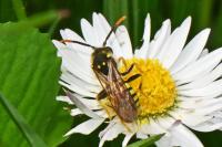 Nomada goodeniana