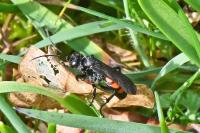 Anoplius viaticus