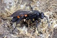 Anoplius viaticus