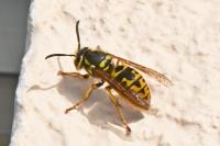 Vespula