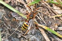 Nomada lathburiana