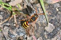 Nomada lathburiana