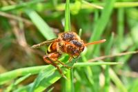 Nomada lathburiana