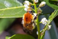Bombus pascuorum