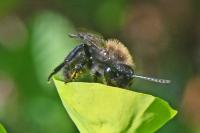 Andrena pilipes