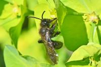 Andrena pilipes