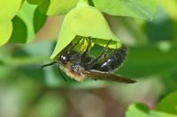 Andrena pilipes