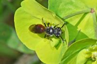 Sphecodes