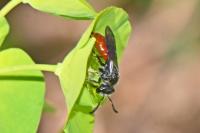 Sphecodes