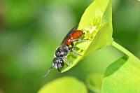 Sphecodes