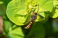 Nomada