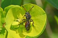 Nomada