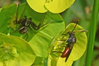 Nomada