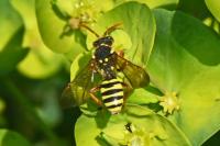 Nomada goodeniana