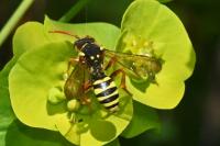 Nomada goodeniana