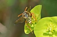 Nomada goodeniana