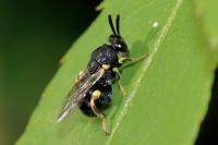 Brachymeria tibialis