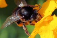 Anthophora retusa