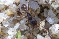 Tetramorium caespitum