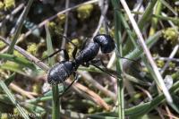 Camponotus vagus