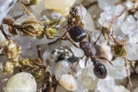 Tetramorium caespitum