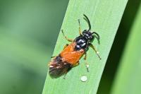Arge cyanocrocea