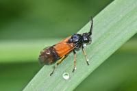 Arge cyanocrocea