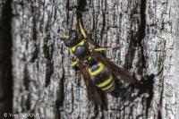 Ancistrocerus