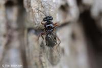 Cynipidae