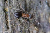 Lasius emarginatus