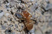 Lasius flavus
