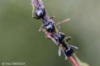 Lasius fuliginosus