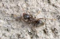 Lasius