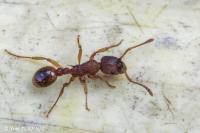 Myrmica rubra